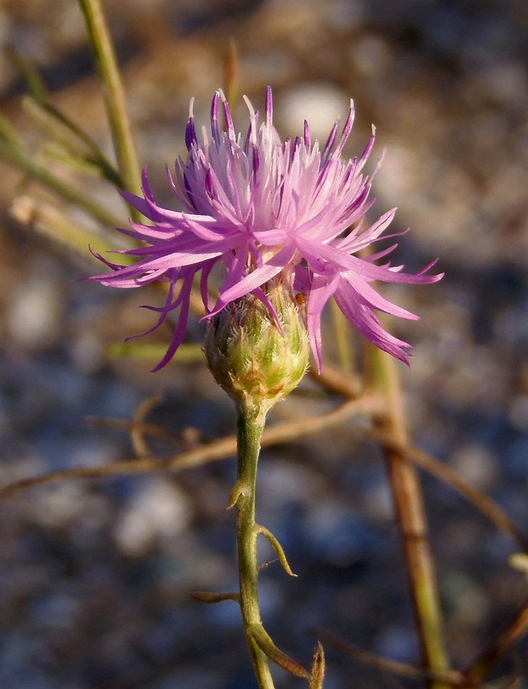 Image of Centaurea odessana specimen.