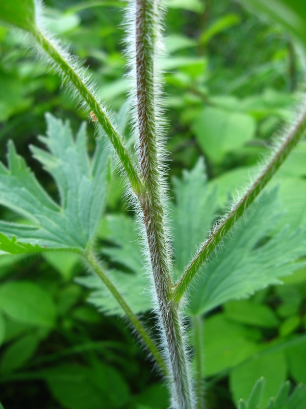 Image of Delphinium retropilosum specimen.