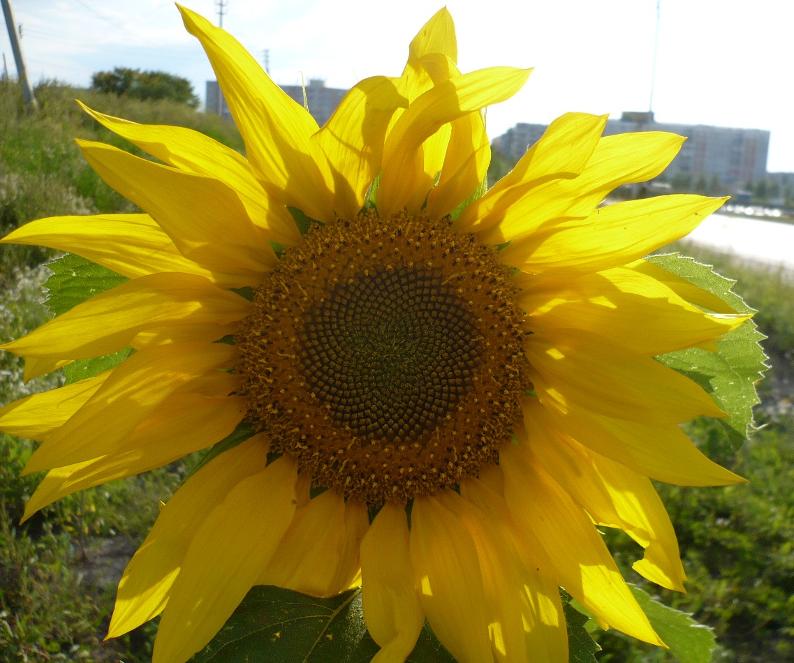 Изображение особи Helianthus annuus.
