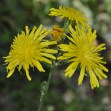 Sonchus arvensis ssp. uliginosus