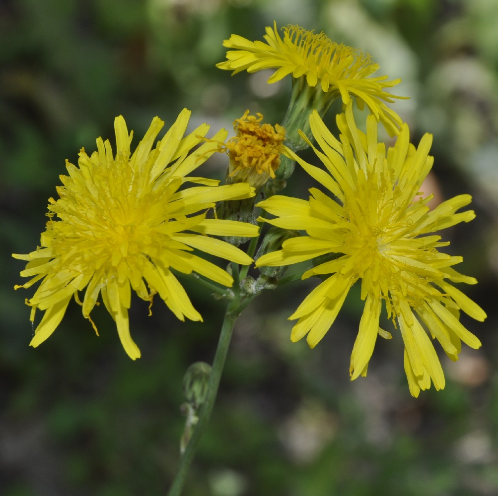 Image of Sonchus arvensis ssp. uliginosus specimen.