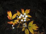 Caulophyllum robustum