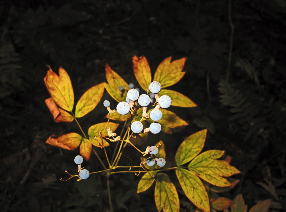 Image of Caulophyllum robustum specimen.