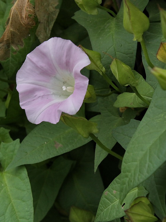 Image of Calystegia spectabilis specimen.