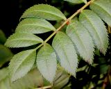 genus Sorbus. Верхняя часть сложного листа. Германия, г. Дюссельдорф, Ботанический сад университета. 03.07.2014.