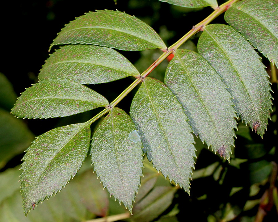 Изображение особи род Sorbus.