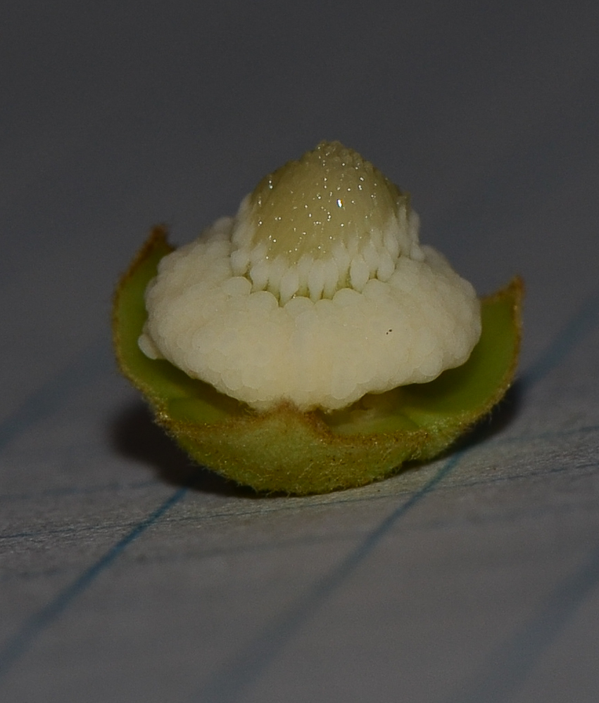 Image of Annona &times; atemoya specimen.