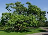 Catalpa bignonioides. Плодоносящее растение. Германия, г. Дюссельдорф, Ботанический сад университета. 05.09.2014.