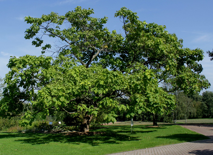 Изображение особи Catalpa bignonioides.