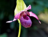 род Cypripedium. Цветок. Соловецкие острова, остров Большой Соловецкий, ботанический сад Соловецкого музея-заповедника. 07.07.2014.