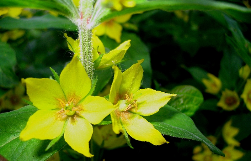 Изображение особи Lysimachia punctata.