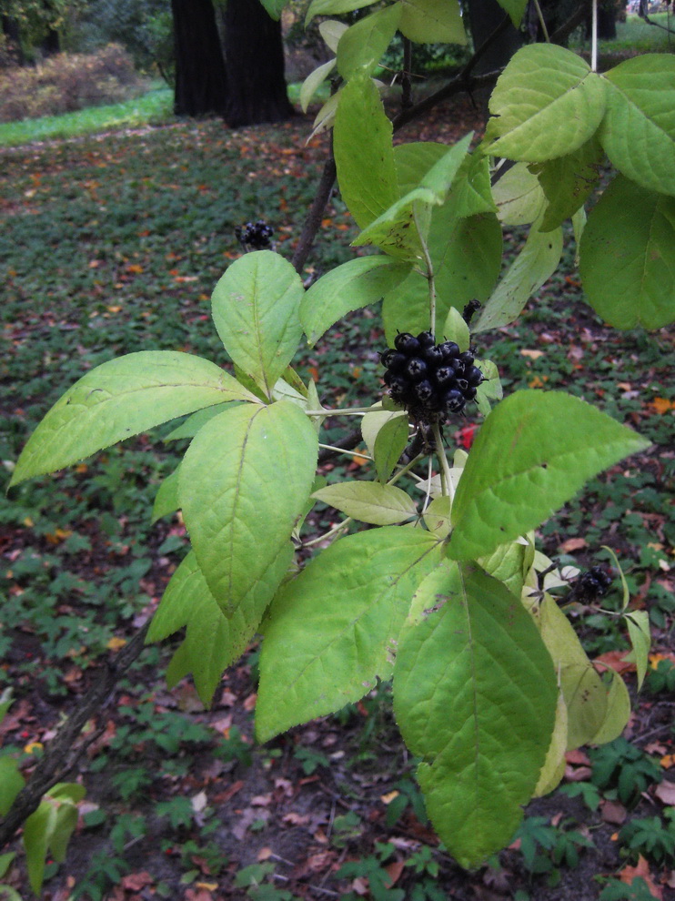 Изображение особи Eleutherococcus trifoliatus.