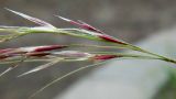 род Stipa. Нижняя часть соцветия. Украина, Кривой Рог, Ботанический сад НАН Украины, коллекция ковылей. 13.06.2014.