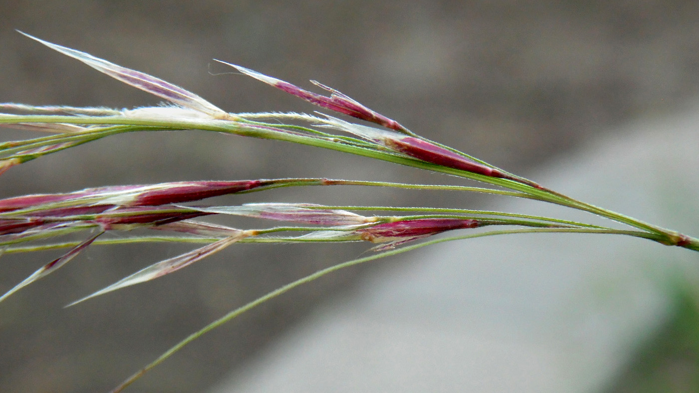 Изображение особи род Stipa.