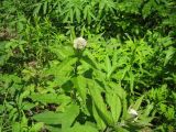 Eupatorium glehnii