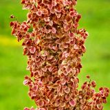 Rumex pseudonatronatus