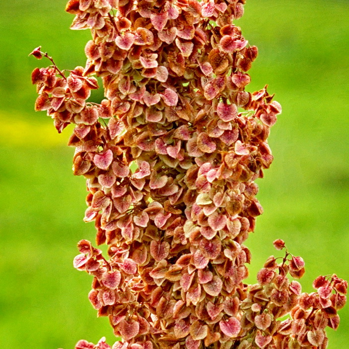 Image of Rumex pseudonatronatus specimen.