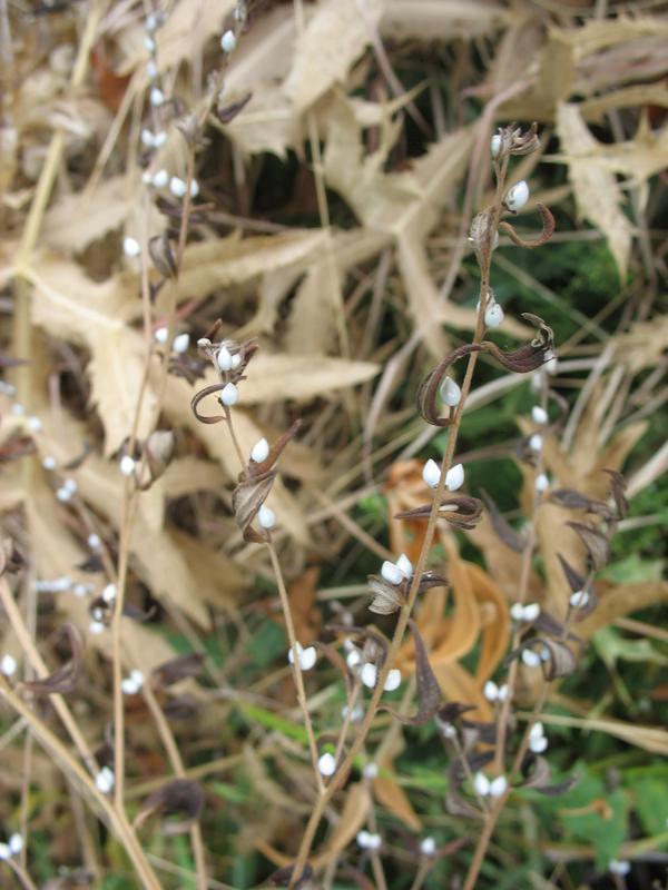 Изображение особи Lithospermum officinale.