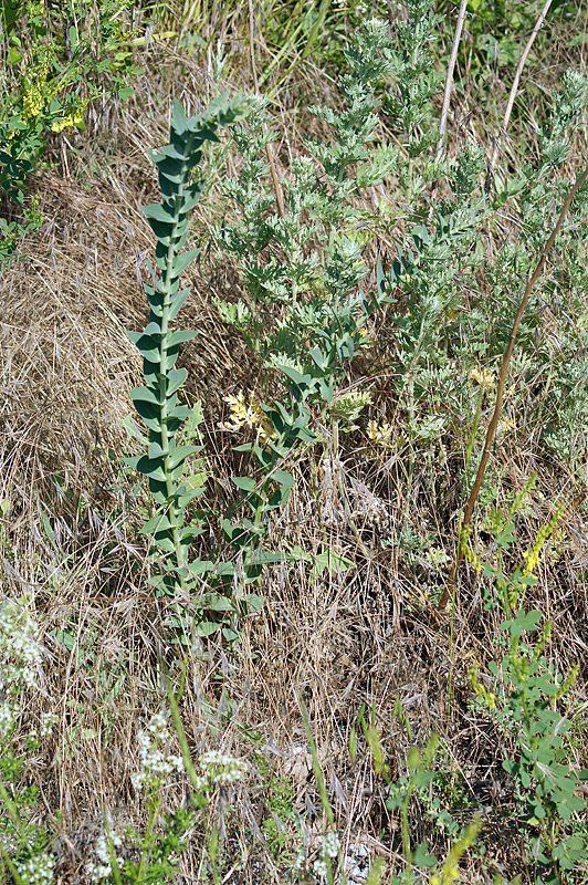 Image of Linaria genistifolia specimen.