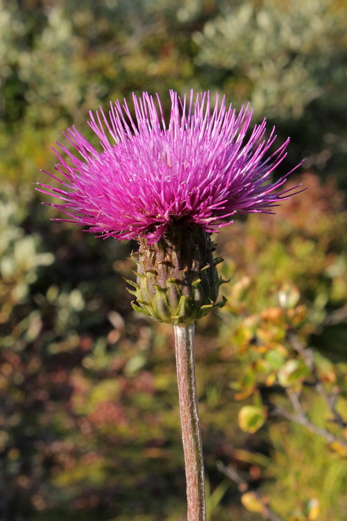 Изображение особи Cirsium heterophyllum.