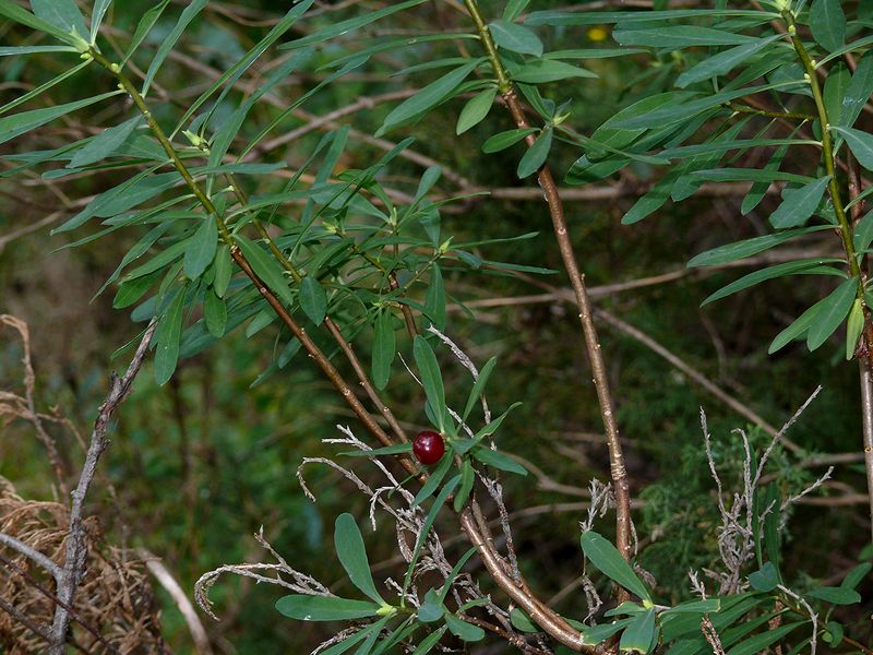 Image of Daphne altaica specimen.