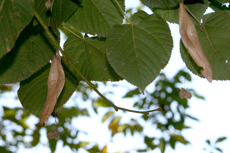 Image of Tilia americana specimen.