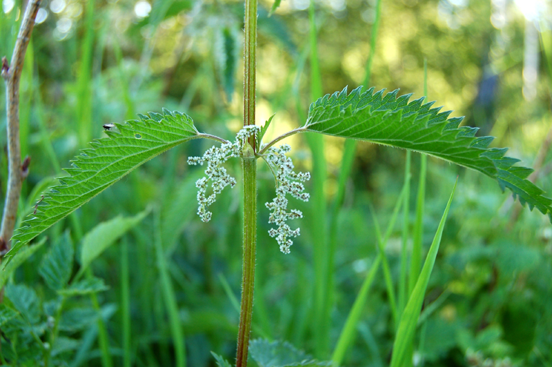 Изображение особи Urtica dioica.