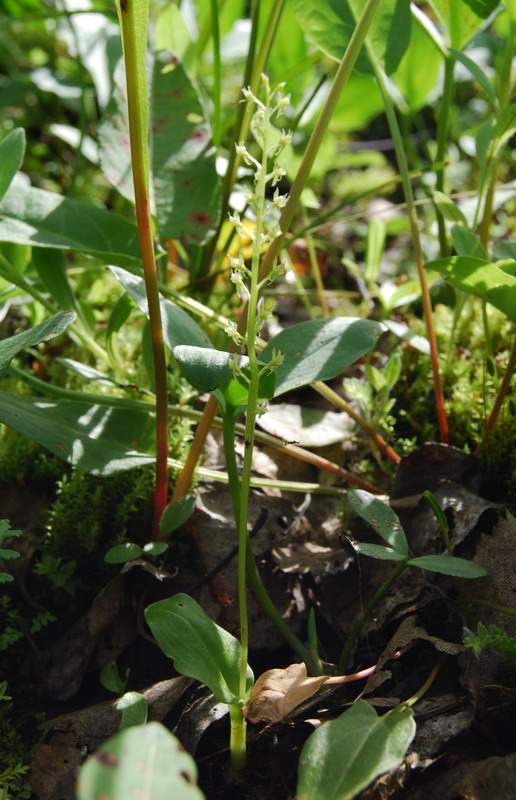 Image of Malaxis monophyllos specimen.