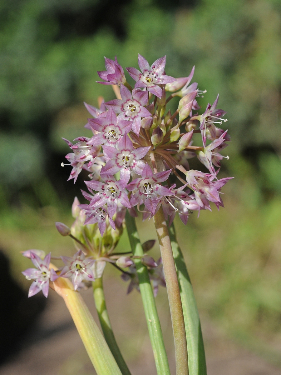 Изображение особи Allium campanulatum.