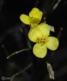 Diplotaxis tenuifolia