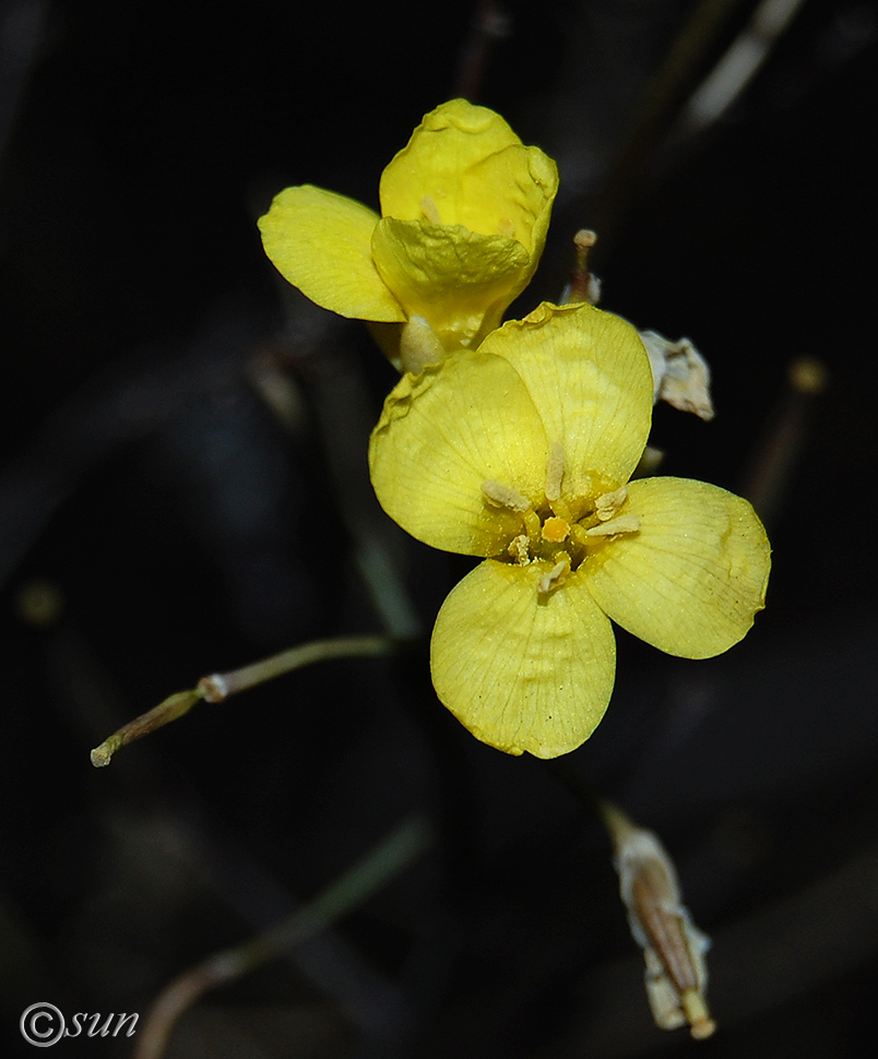 Изображение особи Diplotaxis tenuifolia.