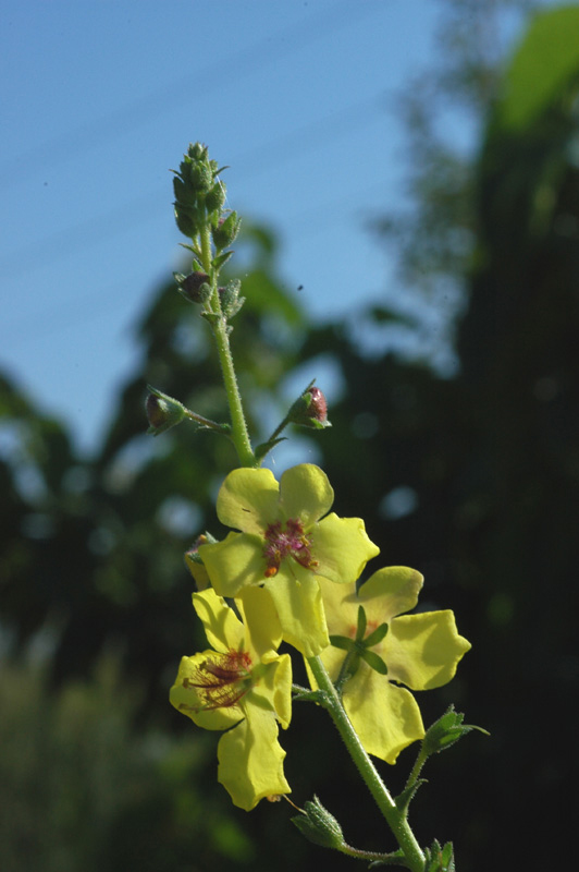 Image of Verbascum blattaria specimen.