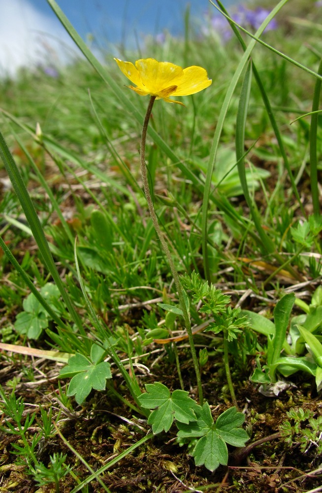 Изображение особи Ranunculus crassifolius.
