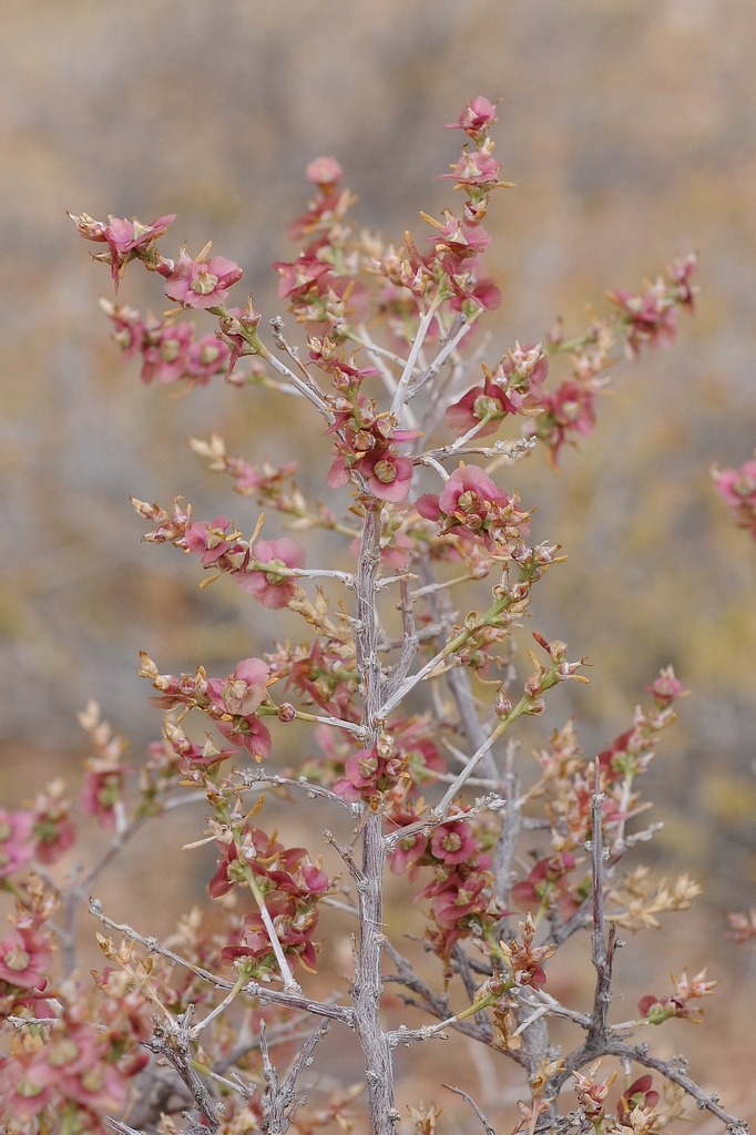 Изображение особи Salsola arbusculiformis.