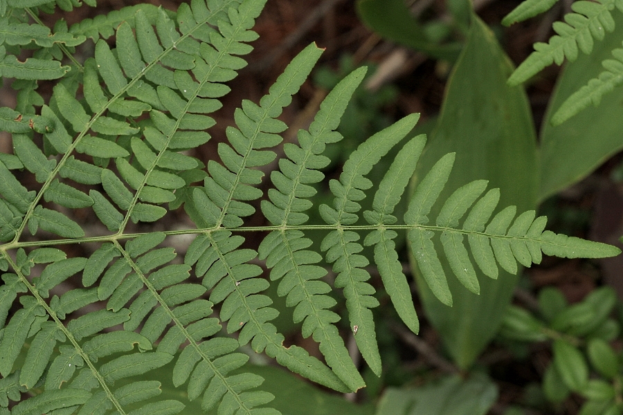 Image of Pteridium pinetorum ssp. sibiricum specimen.