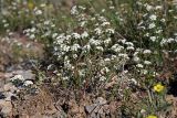 Spiraea pilosa