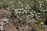 Spiraea pilosa