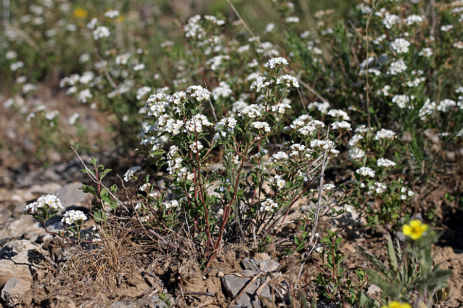 Image of Spiraea pilosa specimen.