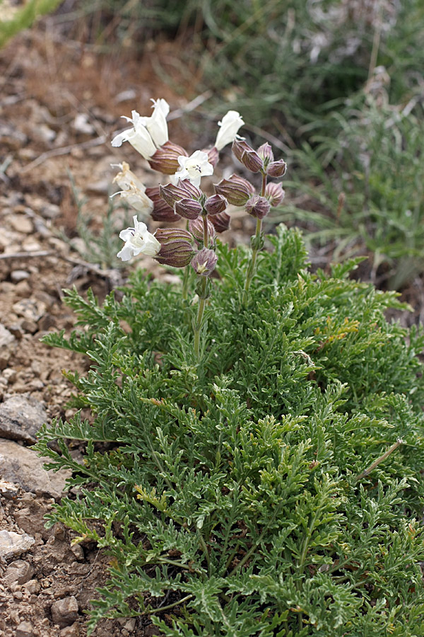 Image of Salvia trautvetteri specimen.
