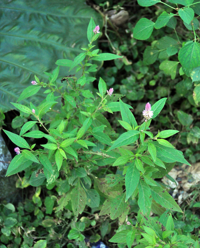 Изображение особи Celosia spicata.