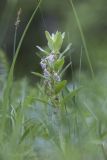 Ajuga laxmannii