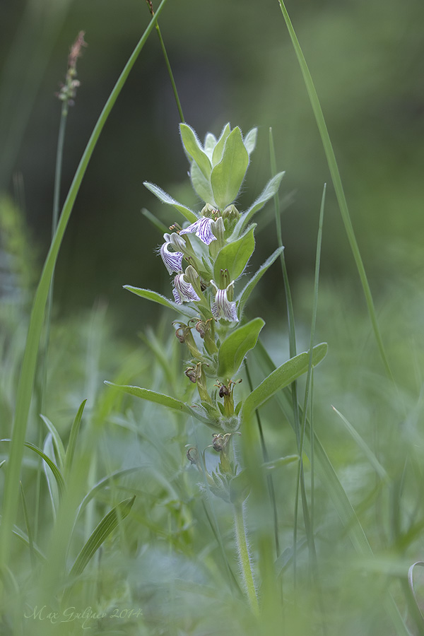 Image of Ajuga laxmannii specimen.