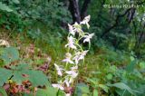 Platanthera densa. Соцветие. Приморский край, Уссурийский р-н. 02.07.2008.