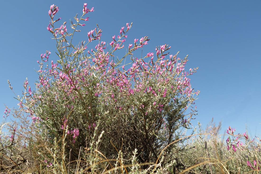 Изображение особи Astragalus polyceras.