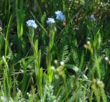 Myosotis imitata