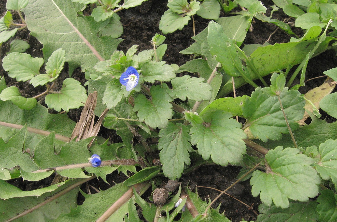 Image of Veronica persica specimen.