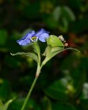 Commelina erecta