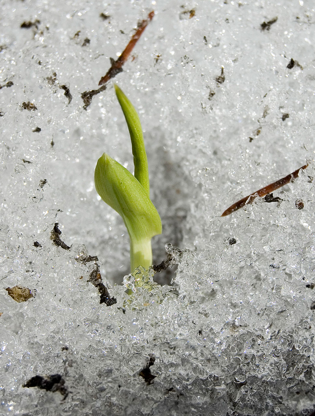 Image of Unknown species specimen.