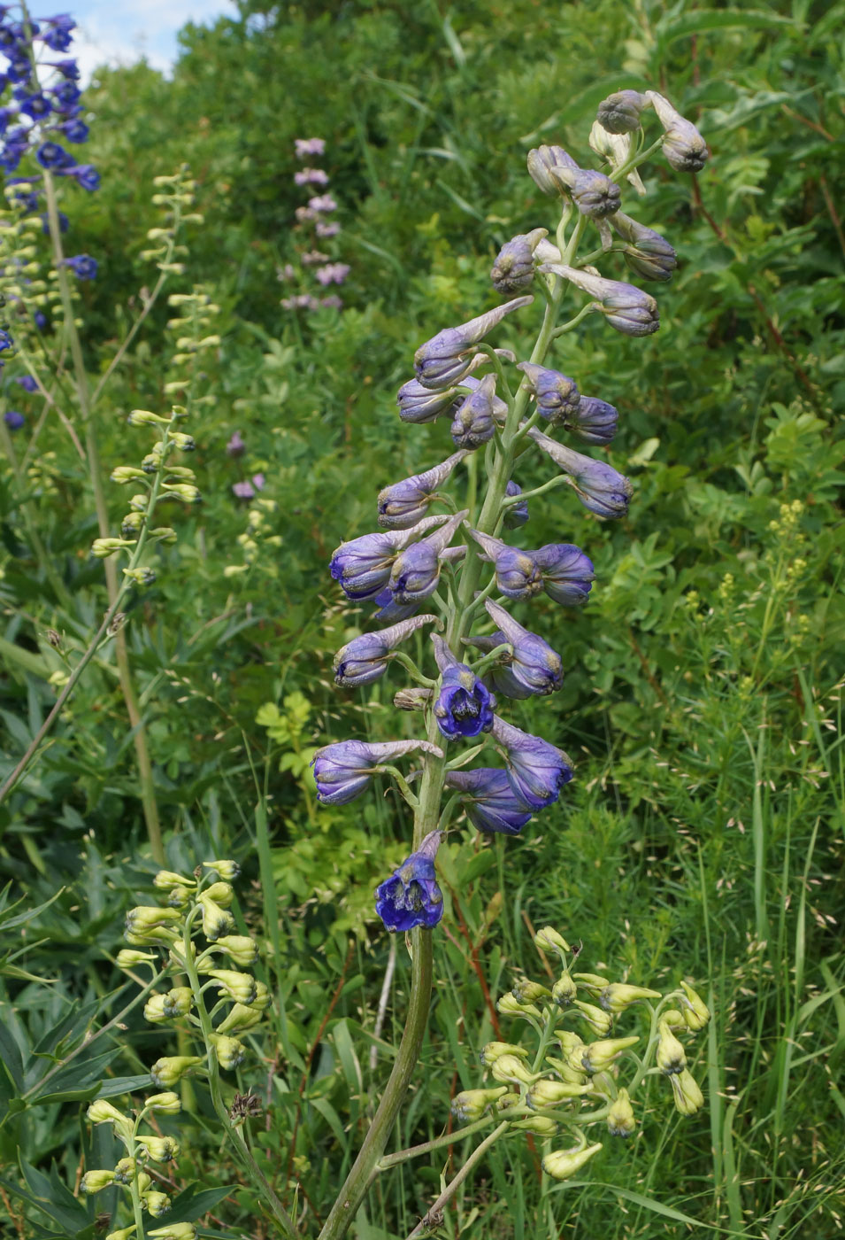 Image of Delphinium dictyocarpum specimen.