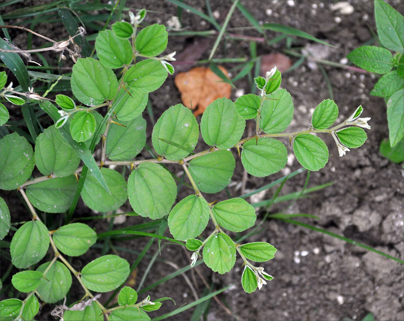 Изображение особи Ziziphus mauritiana.